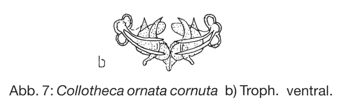 Collotheca ornata var. cornuta Collotheca ornata var. cornuta