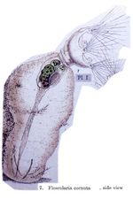 Collotheca ornata var. cornuta