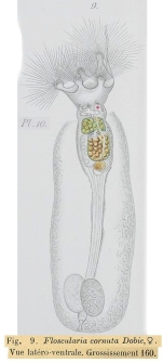 Collotheca ornata var. cornuta