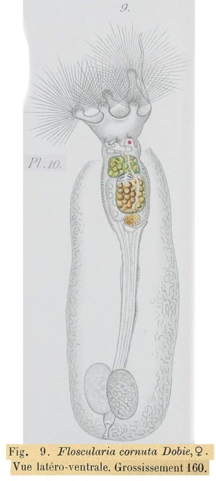 Collotheca ornata var. cornuta Collotheca ornata var. cornuta