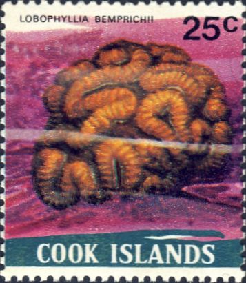 Lobophyllia hemprichii Lobophyllia hemprichii