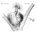 Collotheca ornata var. cornuta
