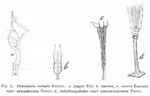 Collotheca ornata var. cornuta