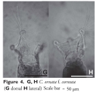 Collotheca ornata var. cornuta