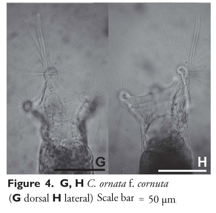 Collotheca ornata var. cornuta Collotheca ornata var. cornuta