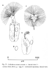 Collotheca ornata var. cornuta