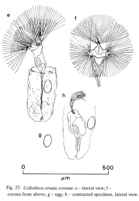 Collotheca ornata var. cornuta Collotheca ornata var. cornuta