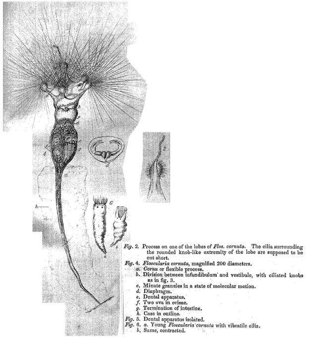 Collotheca ornata var. cornuta - Original description image