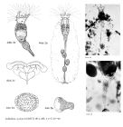 Collotheca ornata var. cyclops