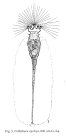 Collotheca ornata var. cyclops