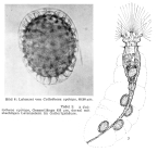 Collotheca ornata var. cyclops