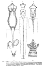 Collotheca ornata var. cyclops