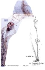 Collotheca ornata var. cyclops