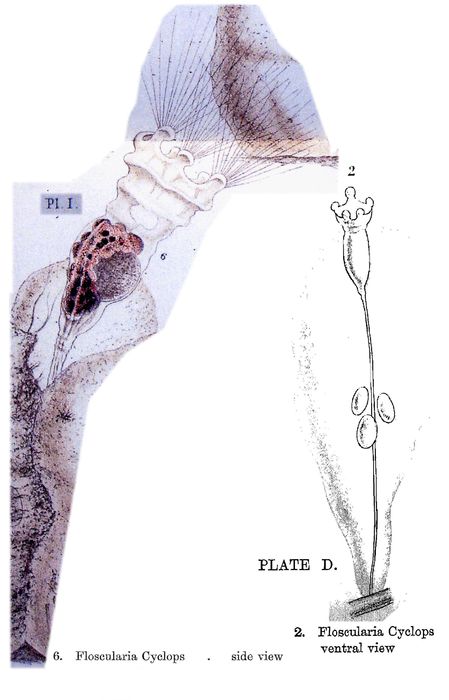 Collotheca ornata var. cyclops Collotheca ornata var. cyclops