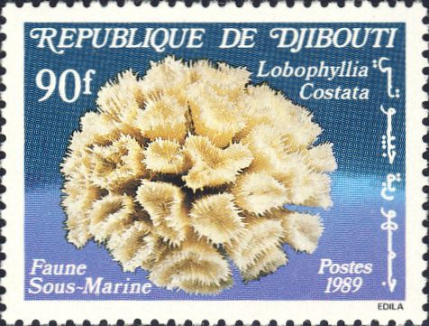 Lobophyllia costata Lobophyllia costata