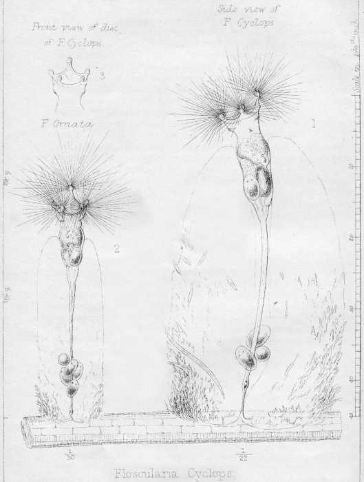 Collotheca ornata var. cyclops - Original description image
