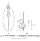 Collotheca ornata var. natans