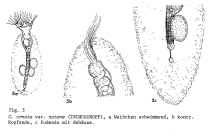 Collotheca ornata var. natans
