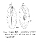 Collotheca ornata var. natans