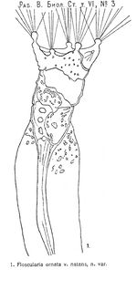 Collotheca ornata var. natans - Original description image