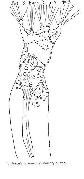 Collotheca ornata var. natans - Original description image