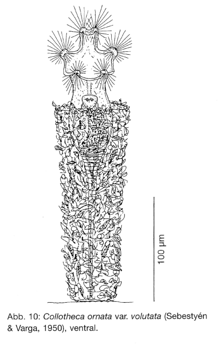 Collotheca ornata var. volutata Collotheca ornata var. volutata