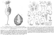 Collotheca ornata var. volutata - Original description image