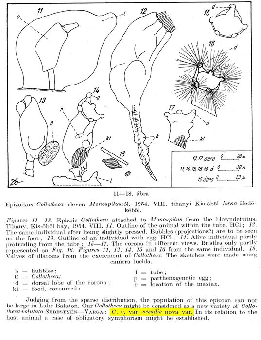 Collotheca ornata var. volutata f. sessilis - Original description image