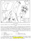Collotheca ornata var. volutata f. sessilis - Original description image
