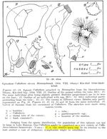 Collotheca ornata var. volutata f. sessilis