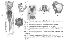 Collotheca paradoxa