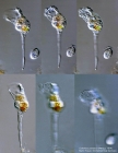Collotheca paradoxa