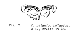 Collotheca pelagica