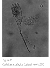 Collotheca pelagica