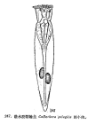 Collotheca pelagica