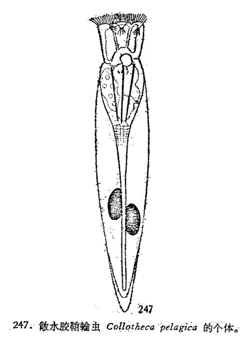 Collotheca pelagica