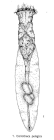 Collotheca pelagica