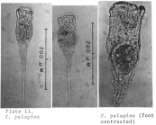 Collotheca pelagica