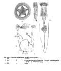 Collotheca pelagica