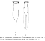 Collotheca pelagica var. liepetterseni