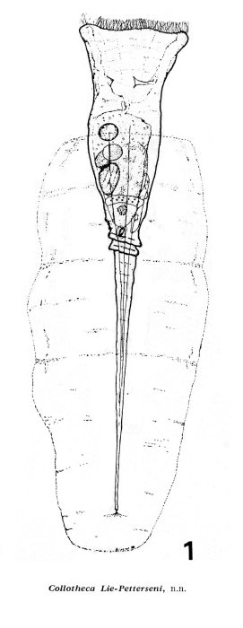 Collotheca pelagica var. liepetterseni - Original description image
