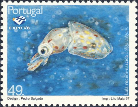 Loligo vulgaris Loligo vulgaris