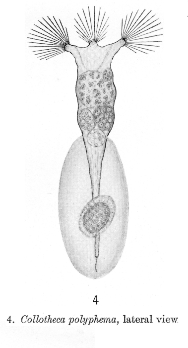 Collotheca polyphemus - Original description image