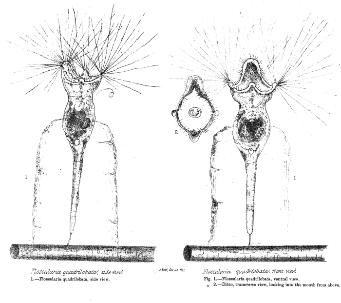 Collotheca quadrilobata - Original description image