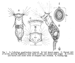 Collotheca quadrinodosa - Original description image