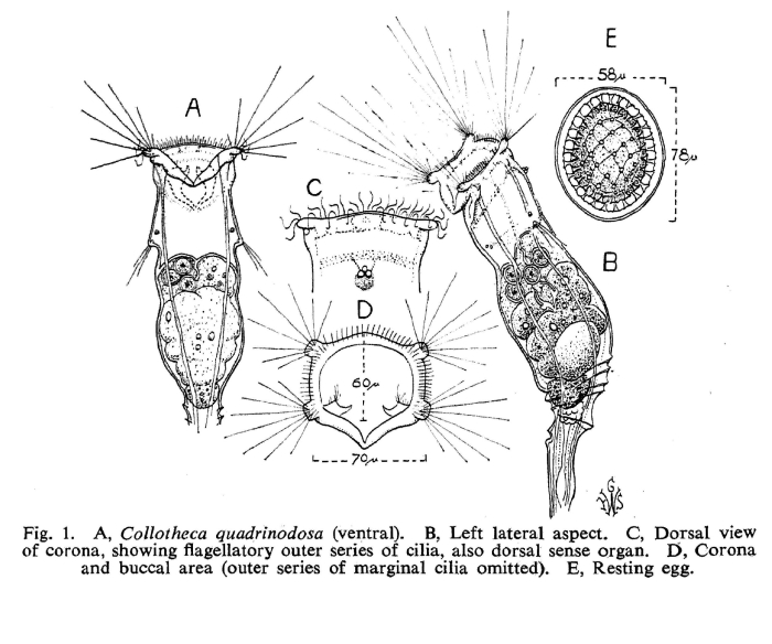 Collotheca quadrinodosa - Original description image