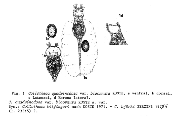 Collotheca quadrinodosa var. bicornuta - Original description image