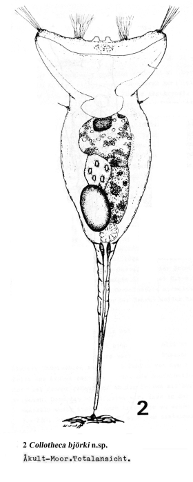 Collotheca quadrinodosa var. bjoerki - Original description image
