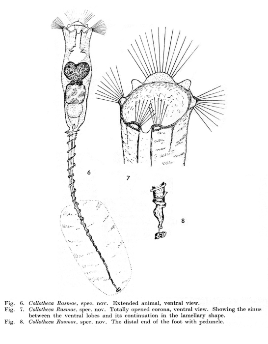 Collotheca rasmae - Original description image