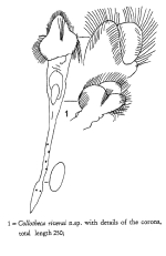 Collotheca riverai - Original description image